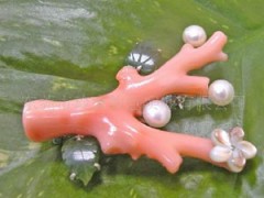 珊瑚的基本結構