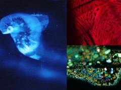 瑞士珠寶商Gübelin珠寶新作:天然包裹體造型的珠寶首飾